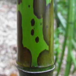 Bambú Phyllostachys glauca yunz